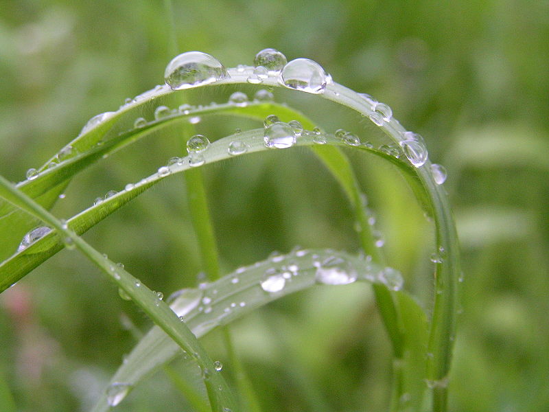 File:Rain on grass2.jpg